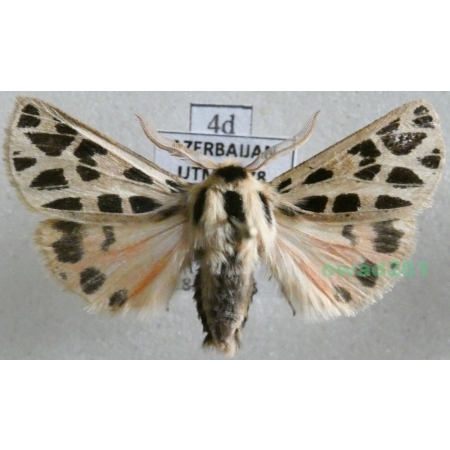 Chelis reticulata (Christoph, 1887) male Azerbaijan4d